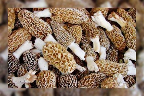 gucci mushroom price|guchchi mushrooms facts.